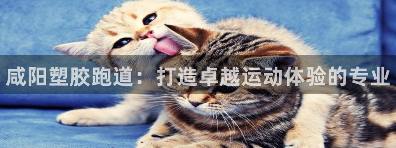 尊龙最近一次露面：咸阳塑胶跑道：打造卓越运动体验的专